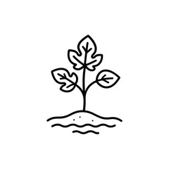 Fig tree seedlings isolated on white background isolated on transparent background