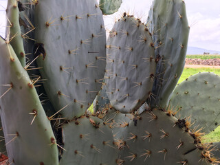 43-Nopal