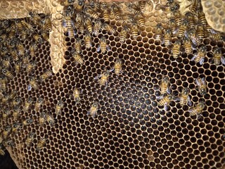 Worker bees are building a beehive