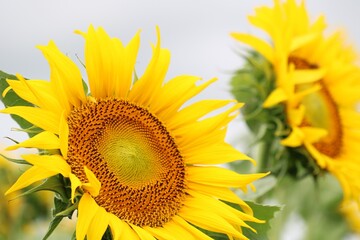 夏のひまわり畑