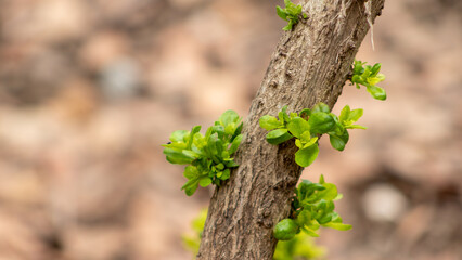 spring tree branches