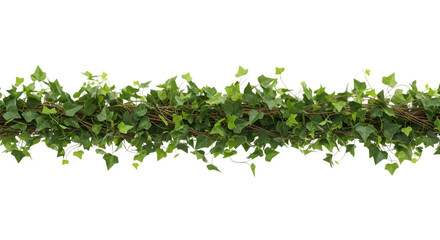 Art of green ivy garland isolated on transparent background