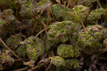 Textured leaves