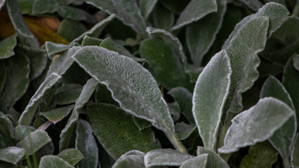 frost on leaves