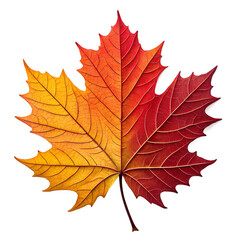 colorful Autumn Maple Leaf Isolated on White Background 