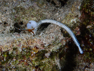 White fishing tackle on a rock underwater