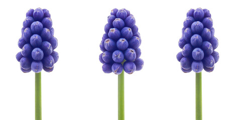 Three grape hyacinths flower on transparent png background