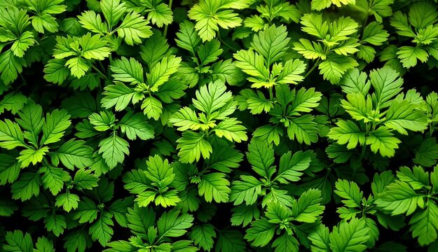 Lush Green Foliage A Vibrant Display of Nature's Beauty