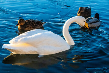 Close-up of a swan, surrounded by Ducks in a nearly frozen pond in the city center of Reykjavik