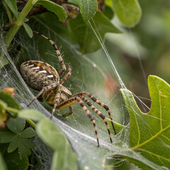 spider on a web