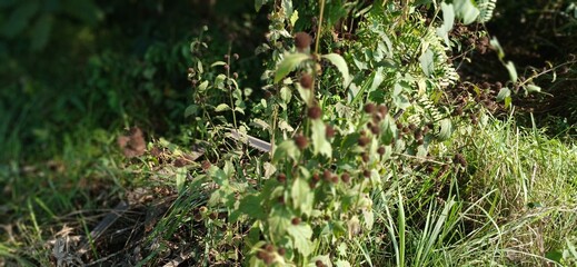 A wild plant with textured green leaves and unique, spiky brown seed heads grows in a natural outdoor setting under sunlight.