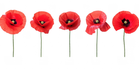 Five vibrant poppies in a row on transparent png background