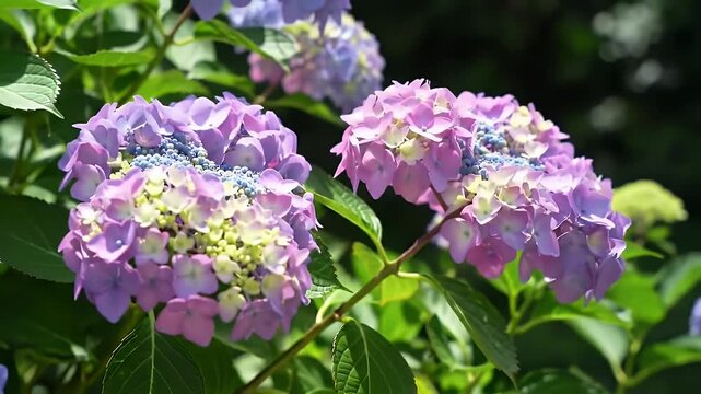 Sun Drenched Hydrangea Close Up Blossoming of Blue and Purple Bigleaf Hydrangeas with Fresh Green Foliage a Botanical Marvel Perfect for Nature Theme Garden Showcases and Serene Presentation