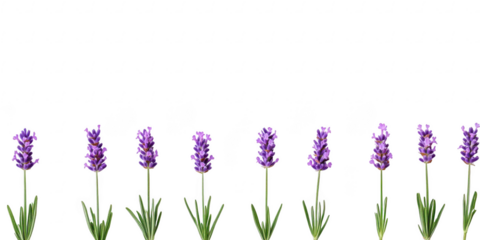 Lavender flower row arrangement on transparent png background