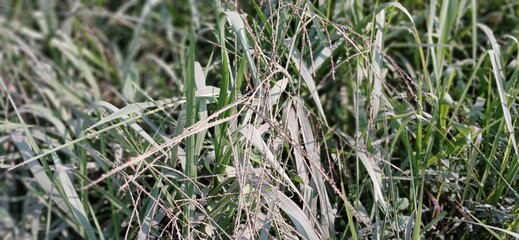 A close-up shot of a wild grass seed head amidst a field of green grass. The delicate texture and natural detail, combined with a shallow depth of field, create a beautiful, serene image.