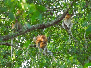 The male Nasalis larvatus mother, who was carrying her child, was angry because she felt disturbed...