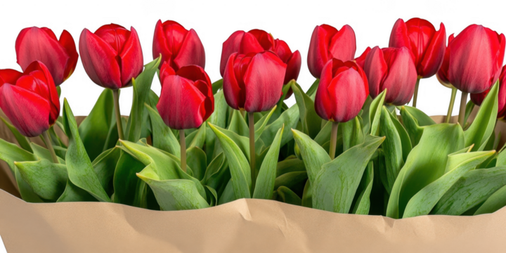 Red tulips in paper wrapping on transparent png background