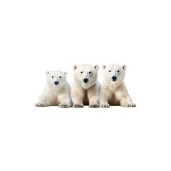 Fototapeta premium Cute family of three polar bears wildlife animal figures isolated on white background