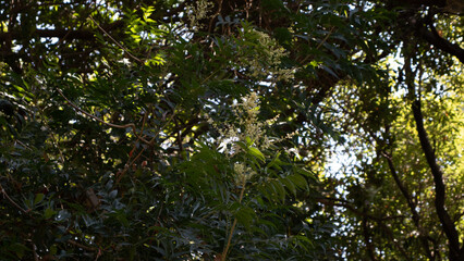 rain on the branches of a tree