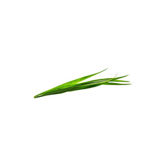 Fresh single green grass blade natural botanical element isolated on white background