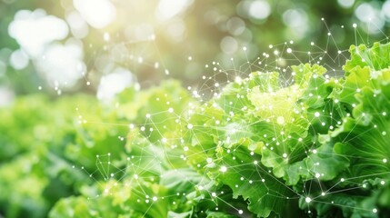 Fototapeta premium Lettuce field network