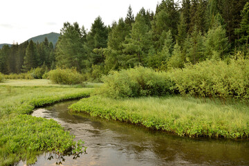 The winding bed of a shallow narrow river crossing a grassy clearing along the edge of a dense...