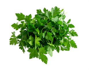 Fresh vibrant green parsley bunch ready for culinary creation and healthy eating