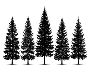 Obraz premium Silhouettes of five evergreen trees