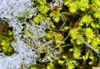 green moss in spring
