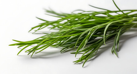Fresh Dill Herb Bunch on White Background