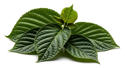 Beautiful Green Leaves on White Background Natural Elements