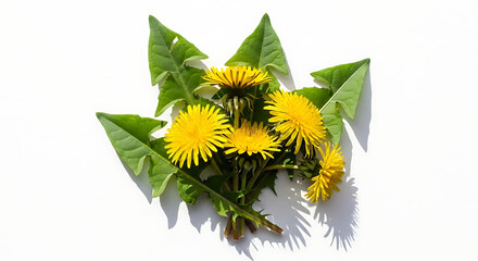 A beautiful bouquet of bright yellow dandelions with green leaves