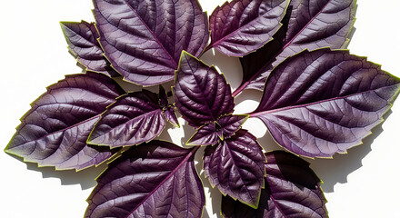 Vibrant Purple Basil Leaves Aromatic Herb for Culinary Use