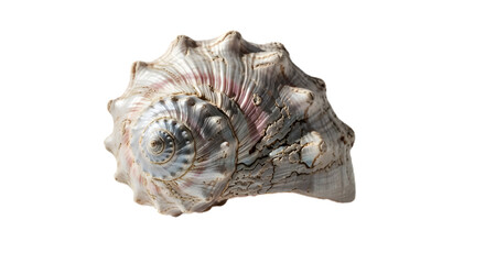 Seashell from ocean isolated on white background