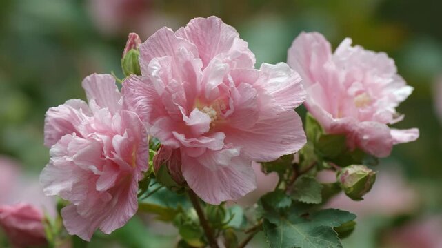 pink peony flower, pink rose flower, Rose of Sharon