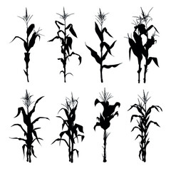 vector illustration of cornstalk silhouette set, Black & White silhouette set