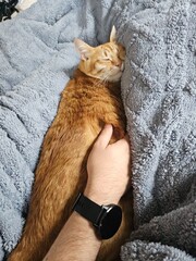 A ginger cat sleeping peacefully in a person's arms under a cozy blanket. A warm, comforting scene...