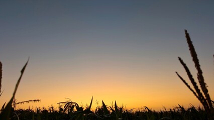 A vibrant sunrise sky, with a gradient from blue to orange and yellow, silhouetting a field of tall corn or other crops.