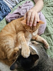 A humorous and heartwarming moment as an orange tabby cat places its paw on a brown tabby's head,...