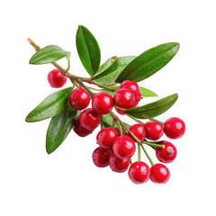 Vibrant red lingonberries with green leaves on a branch isolated on transparent background