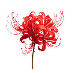 Red Spider Lily on Transparent Background – High Resolution Botanical Illustration