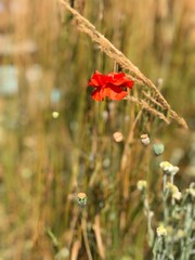 Orange Poppy Growing Among Dried Grass Near Science World, Vancouver on a Summer Day

