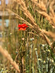 Orange Poppy Growing Among Dried Grass Near Science World, Vancouver on a Summer Day

