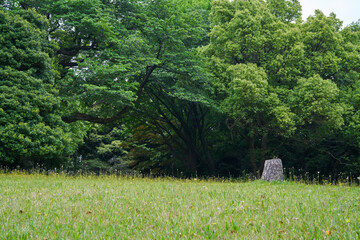 黄色い花が咲く草原
