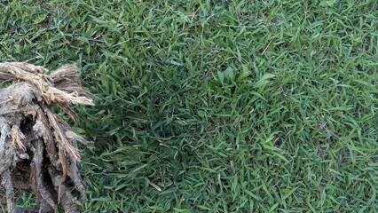 A top-down view of vibrant green grass with a textured, dried root object in the bottom left corner.
