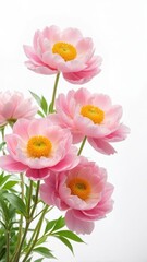 Naklejka premium Delicate Mountain Peony flowers Paeonia tenuifolia against a soft white background