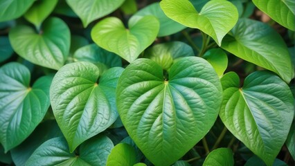 Kava Piper methysticum plant leaves outdoor in garden