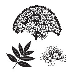Bold Valerian Flower Cluster Graphic Vector Collection