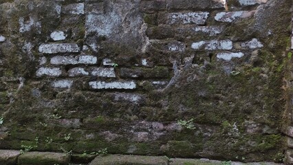Fungus and moss growing on brick buildings in United Kingdom, old red brick wall background...