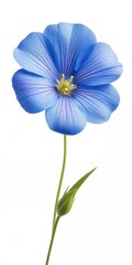 Blue Flax Flower in Full Bloom on White Background